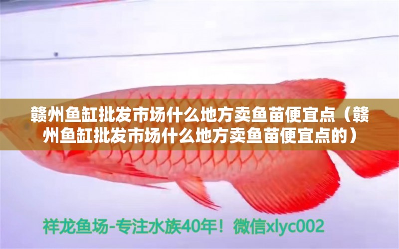 贛州魚缸批發(fā)市場什么地方賣魚苗便宜點(diǎn)（贛州魚缸批發(fā)市場什么地方賣魚苗便宜點(diǎn)的） 祥龍水族醫(yī)院