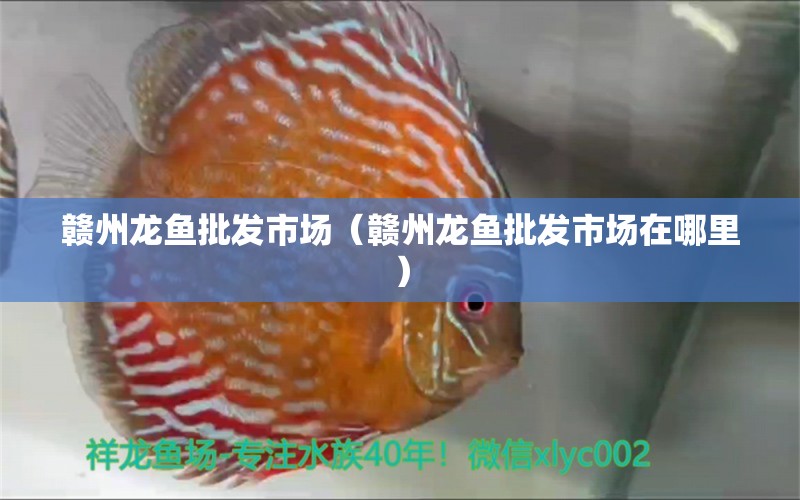 贛州龍魚批發(fā)市場（贛州龍魚批發(fā)市場在哪里）