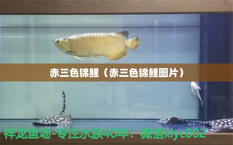 赤三色錦鯉（赤三色錦鯉圖片） 三色錦鯉魚