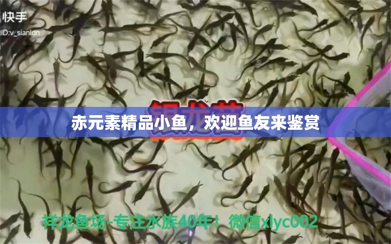 赤元素精品小魚，歡迎魚友來鑒賞 觀賞魚論壇 第3張