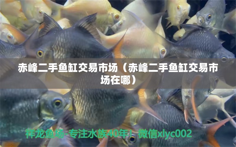 赤峰二手魚缸交易市場（赤峰二手魚缸交易市場在哪）