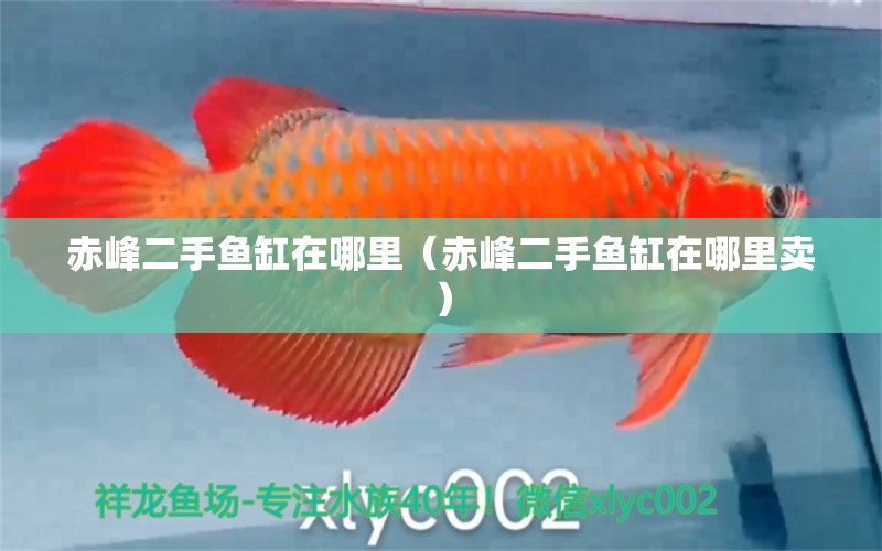 赤峰二手魚缸在哪里（赤峰二手魚缸在哪里賣） 祥龍水族醫(yī)院