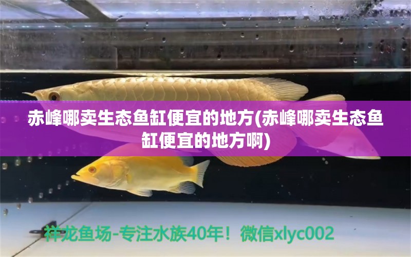 赤峰哪賣生態(tài)魚缸便宜的地方(赤峰哪賣生態(tài)魚缸便宜的地方啊) 金龍魚糧