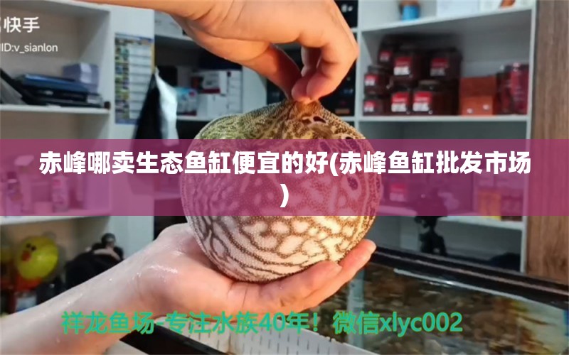 赤峰哪賣生態(tài)魚缸便宜的好(赤峰魚缸批發(fā)市場) 帝王三間魚