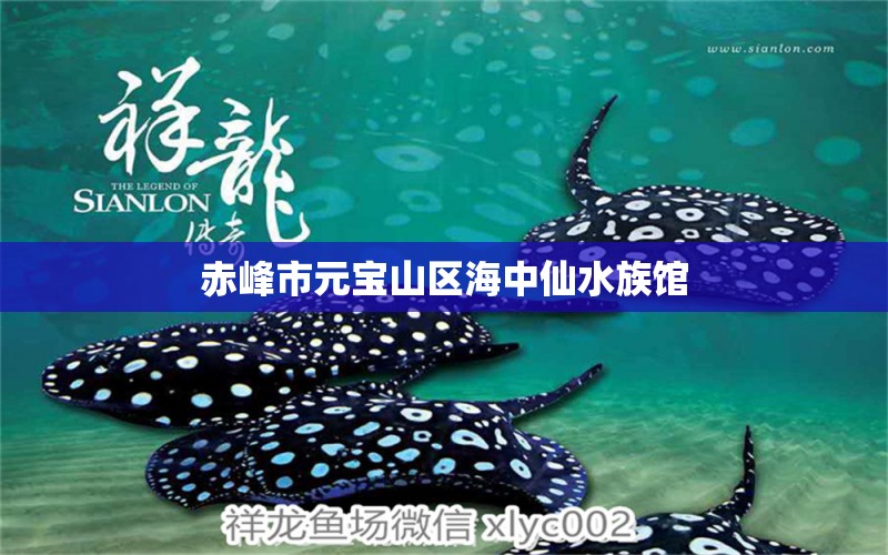 赤峰市元寶山區(qū)海中仙水族館