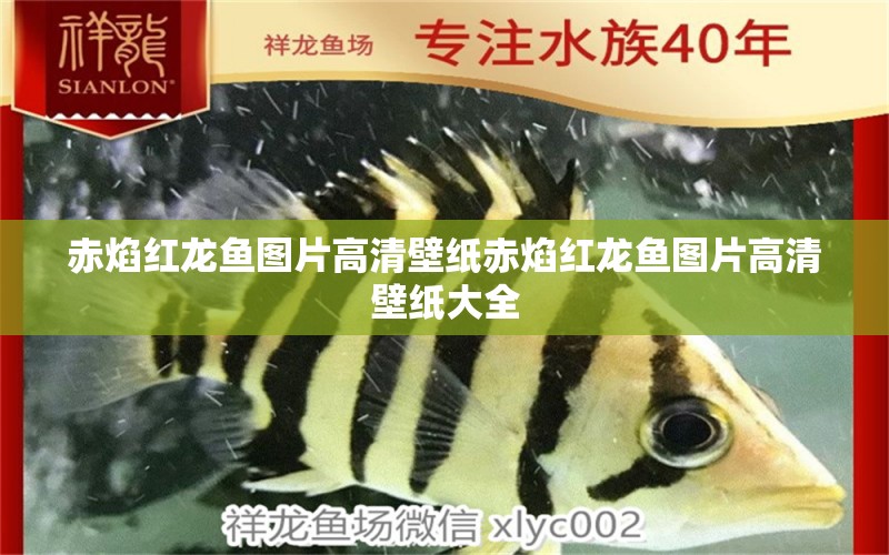 赤焰紅龍魚(yú)圖片高清壁紙赤焰紅龍魚(yú)圖片高清壁紙大全 祥龍水族醫(yī)院