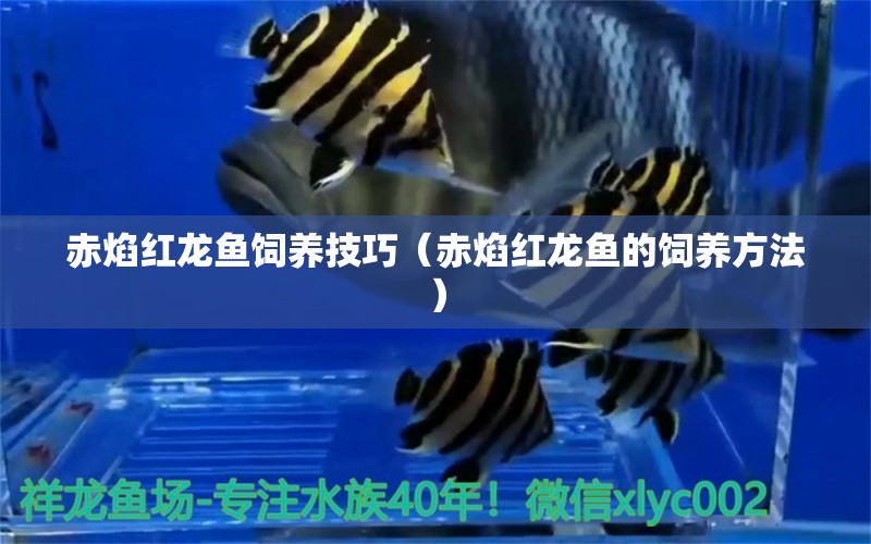 赤焰紅龍魚(yú)飼養(yǎng)技巧（赤焰紅龍魚(yú)的飼養(yǎng)方法） 水族問(wèn)答 第1張