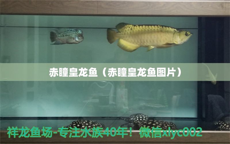 赤瞳皇龍魚（赤瞳皇龍魚圖片）