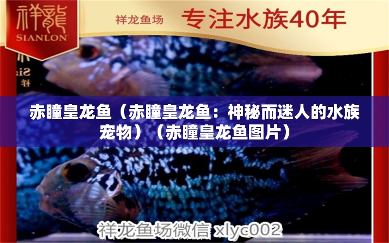 赤瞳皇龍魚(yú)（赤瞳皇龍魚(yú)：神秘而迷人的水族寵物）（赤瞳皇龍魚(yú)圖片） 祥龍魚(yú)場(chǎng)