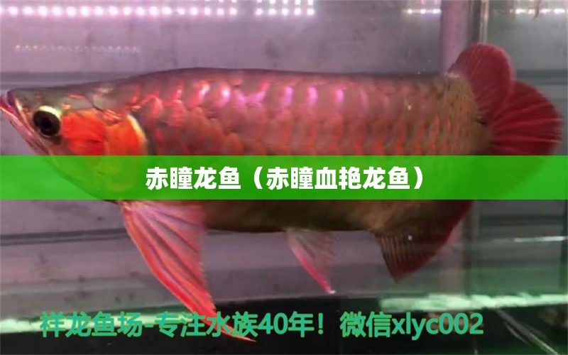 赤瞳龍魚（赤瞳血艷龍魚） 廣州龍魚批發(fā)市場