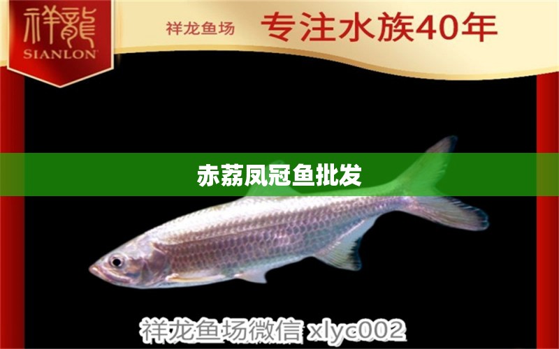 赤荔鳳冠魚批發(fā) 赤荔鳳冠魚