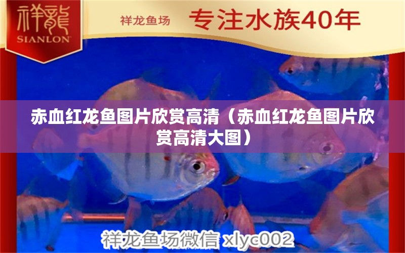 赤血紅龍魚圖片欣賞高清（赤血紅龍魚圖片欣賞高清大圖）