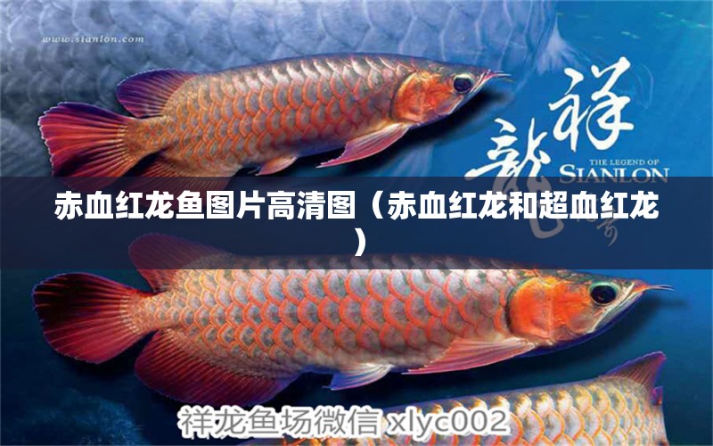 赤血紅龍魚圖片高清圖（赤血紅龍和超血紅龍）