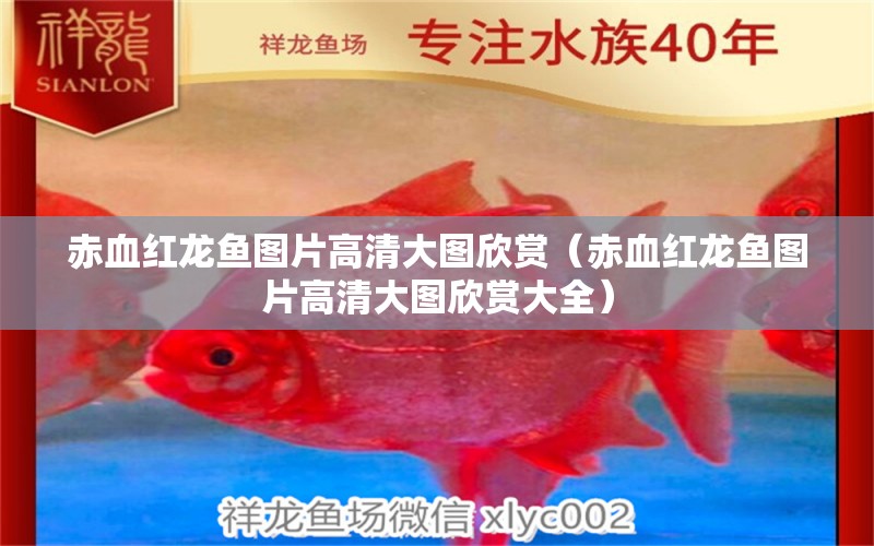 赤血紅龍魚圖片高清大圖欣賞（赤血紅龍魚圖片高清大圖欣賞大全） 祥龍魚場