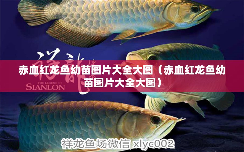 赤血紅龍魚幼苗圖片大全大圖（赤血紅龍魚幼苗圖片大全大圖）