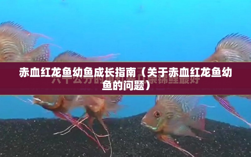 赤血紅龍魚幼魚成長指南（關(guān)于赤血紅龍魚幼魚的問題） 水族問答