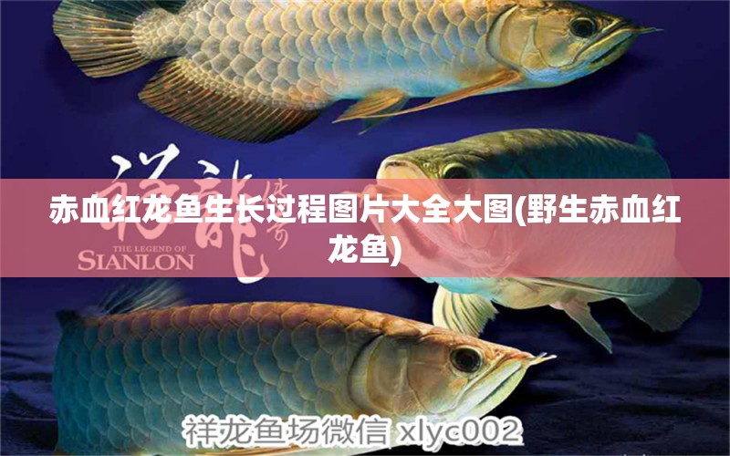 赤血紅龍魚生長過程圖片大全大圖(野生赤血紅龍魚) 七彩神仙魚 第1張