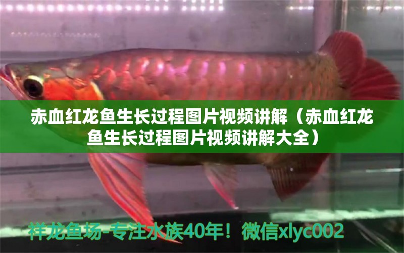 赤血紅龍魚生長過程圖片視頻講解（赤血紅龍魚生長過程圖片視頻講解大全）