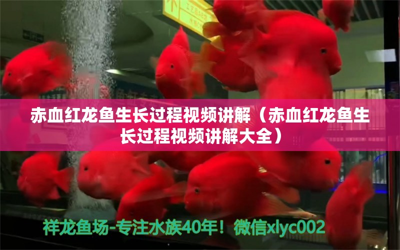 赤血紅龍魚生長過程視頻講解（赤血紅龍魚生長過程視頻講解大全）