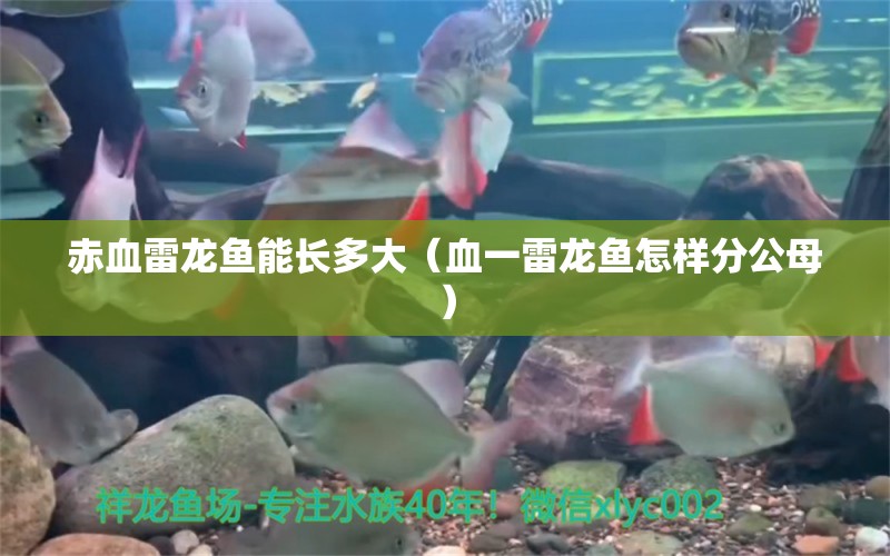 赤血雷龍魚能長多大（血一雷龍魚怎樣分公母） 廣州觀賞魚批發(fā)市場(chǎng)