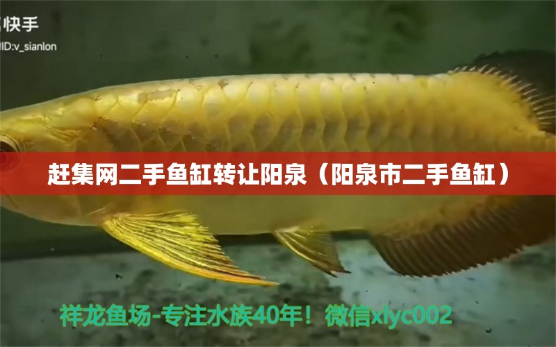 趕集網(wǎng)二手魚缸轉(zhuǎn)讓陽泉（陽泉市二手魚缸）