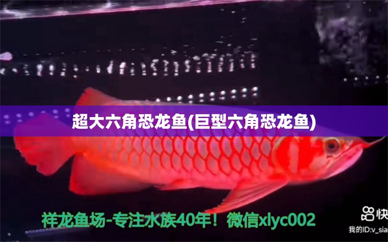 超大六角恐龍魚(巨型六角恐龍魚) 稀有金龍魚