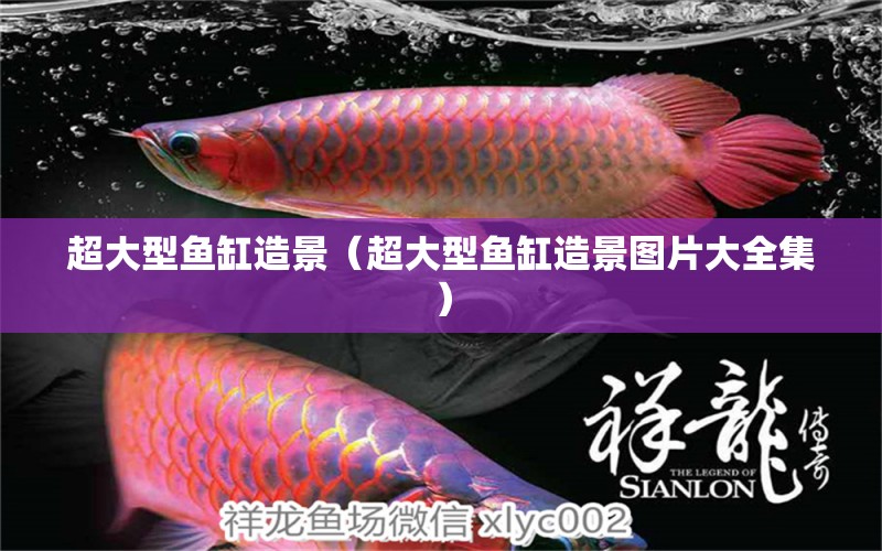 超大型魚缸造景（超大型魚缸造景圖片大全集） 祥龍水族醫(yī)院