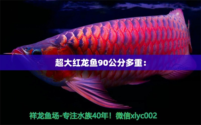 超大紅龍魚90公分多重： 觀賞魚