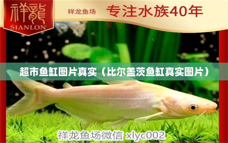 超市魚缸圖片真實(shí)（比爾蓋茨魚缸真實(shí)圖片） 星點(diǎn)金龍魚