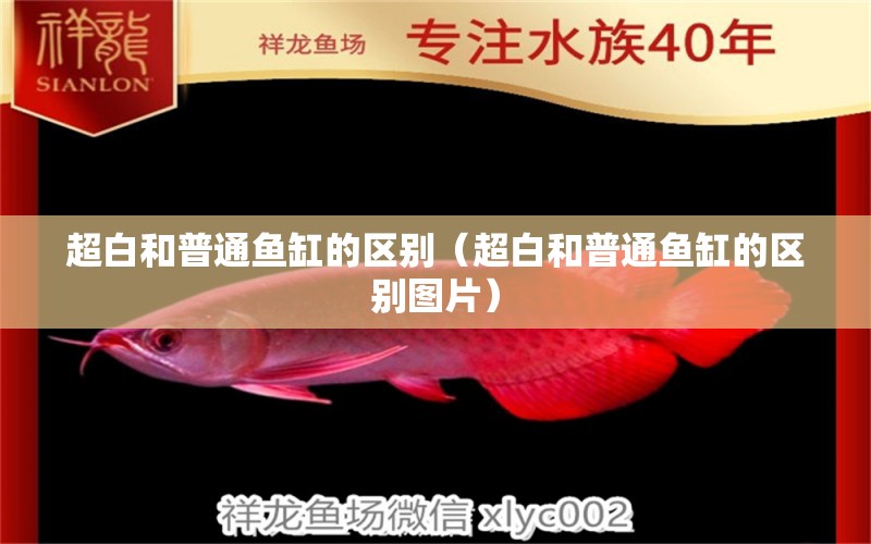 超白和普通魚缸的區(qū)別（超白和普通魚缸的區(qū)別圖片）