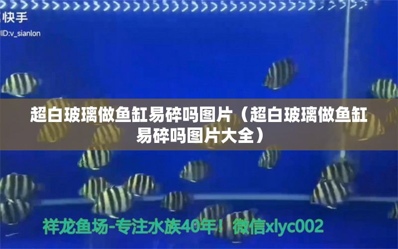 超白玻璃做魚缸易碎嗎圖片（超白玻璃做魚缸易碎嗎圖片大全） 祥龍水族醫(yī)院