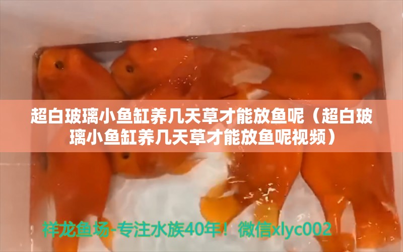 超白玻璃小魚缸養(yǎng)幾天草才能放魚呢（超白玻璃小魚缸養(yǎng)幾天草才能放魚呢視頻）