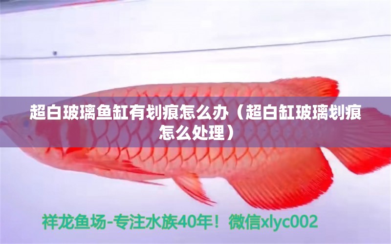 超白玻璃魚缸有劃痕怎么辦（超白缸玻璃劃痕怎么處理）