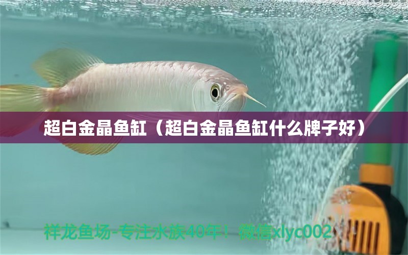 超白金晶魚缸（超白金晶魚缸什么牌子好） 白子銀版魚