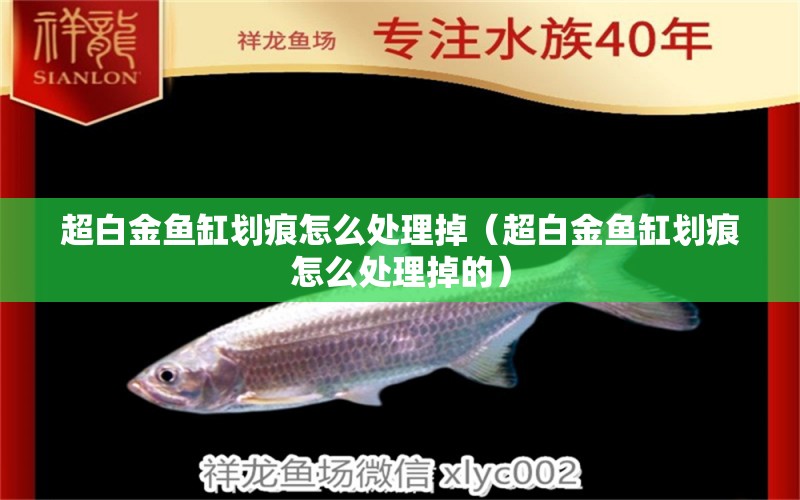 超白金魚缸劃痕怎么處理掉（超白金魚缸劃痕怎么處理掉的） 大湖紅龍魚