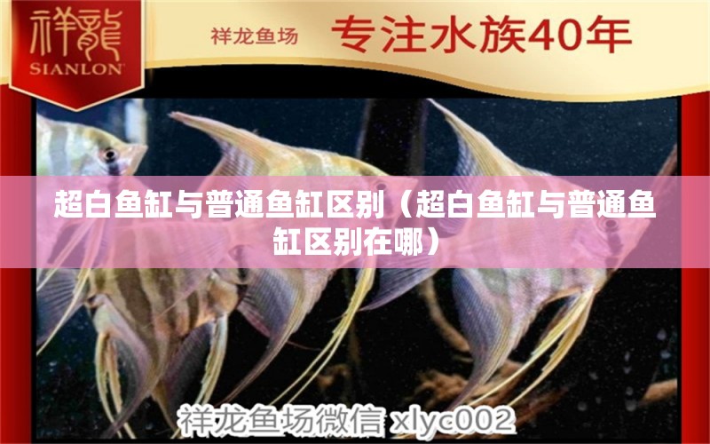 超白魚缸與普通魚缸區(qū)別（超白魚缸與普通魚缸區(qū)別在哪）