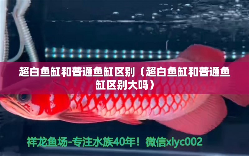 超白魚(yú)缸和普通魚(yú)缸區(qū)別（超白魚(yú)缸和普通魚(yú)缸區(qū)別大嗎） 銀龍魚(yú)苗