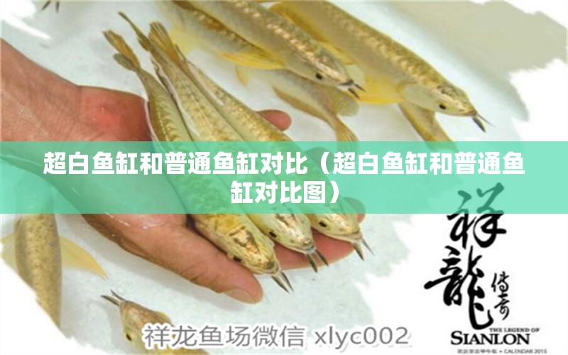 超白魚缸和普通魚缸對比（超白魚缸和普通魚缸對比圖）