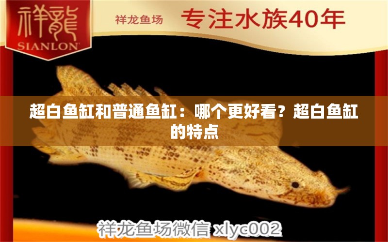 超白魚缸和普通魚缸：哪個更好看？超白魚缸的特點