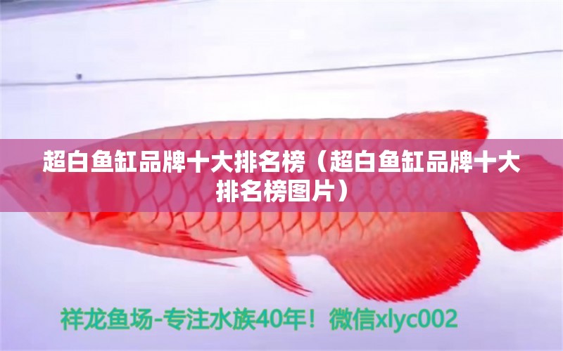 超白魚缸品牌十大排名榜（超白魚缸品牌十大排名榜圖片）