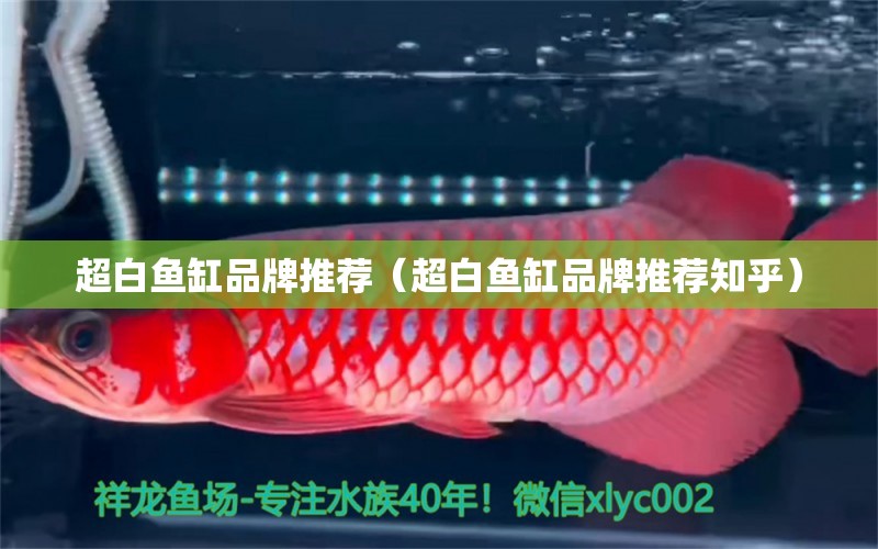 超白魚(yú)缸品牌推薦（超白魚(yú)缸品牌推薦知乎） 其他品牌魚(yú)缸