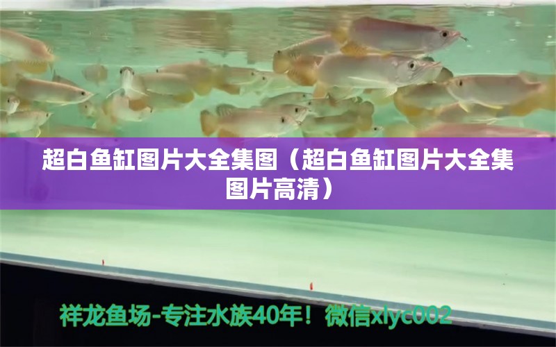 超白魚缸圖片大全集圖（超白魚缸圖片大全集圖片高清） 斑馬狗頭魚