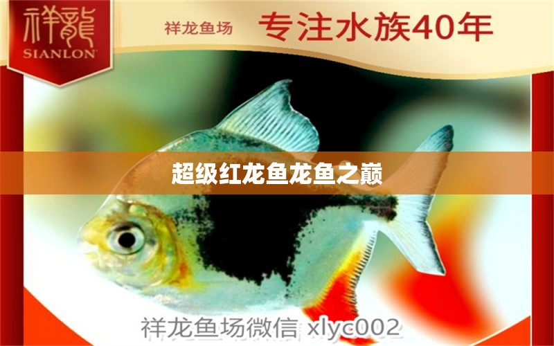 超級(jí)紅龍魚(yú)龍魚(yú)之巔