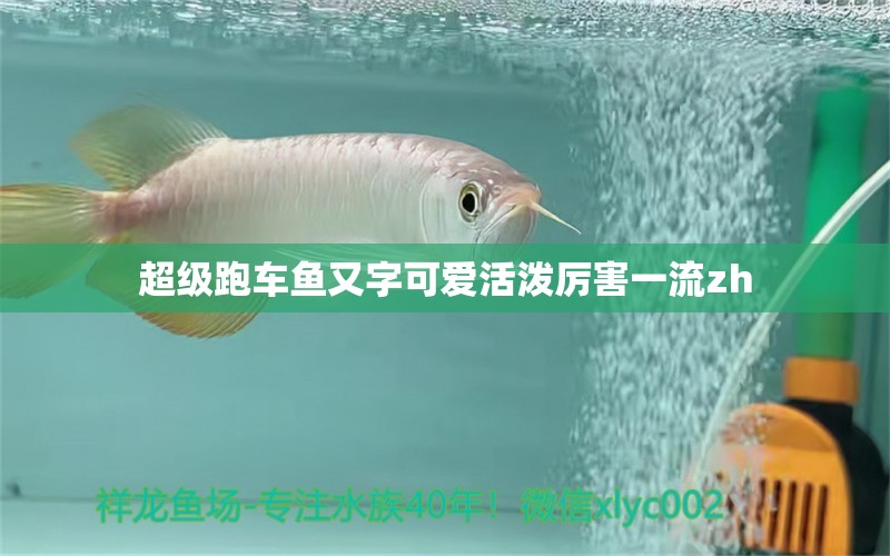 超級(jí)跑車魚又字可愛活潑厲害一流zh 金三間魚 第2張