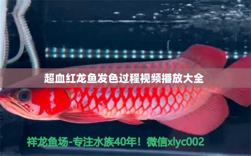 超血紅龍魚發(fā)色過程視頻播放大全  超血紅龍魚