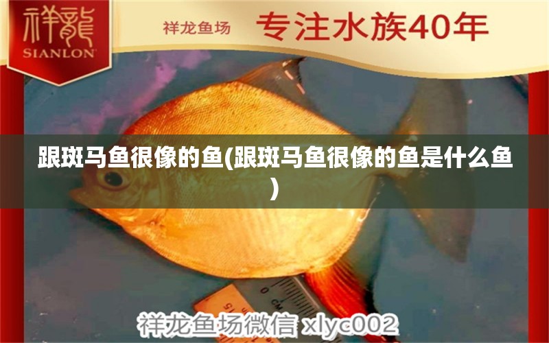 跟斑馬魚很像的魚(跟斑馬魚很像的魚是什么魚) 銀龍魚苗