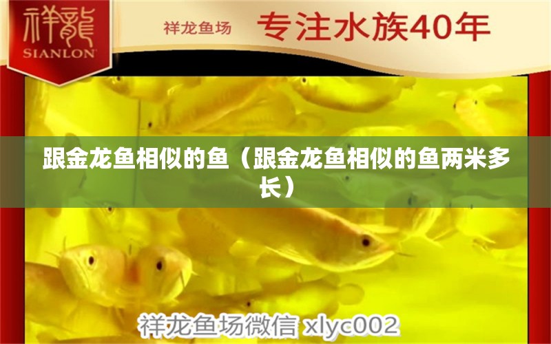 跟金龍魚相似的魚（跟金龍魚相似的魚兩米多長） 祥龍水族醫(yī)院