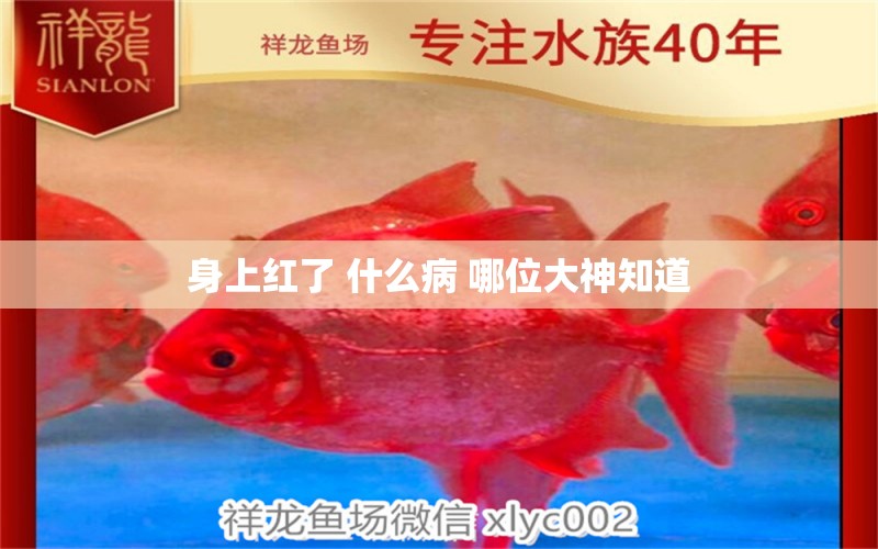 身上紅了 什么病 哪位大神知道 龍魚疾病與治療