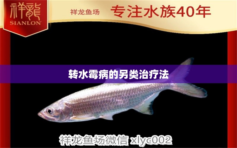 轉水霉病的另類治療法 龍魚疾病與治療