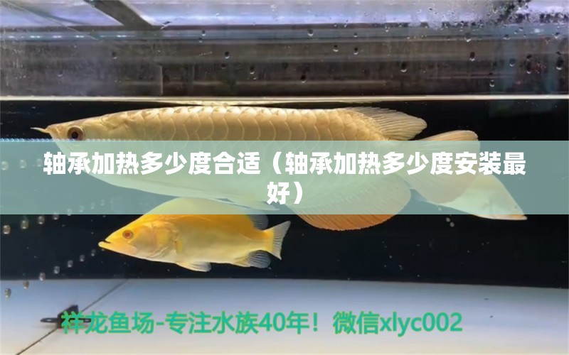 軸承加熱多少度合適（軸承加熱多少度安裝最好） 祥龍水族醫(yī)院